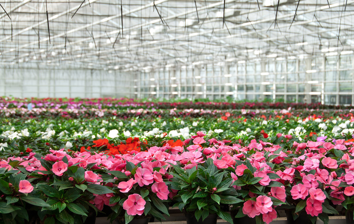 Flowers-花卉-(5).jpg